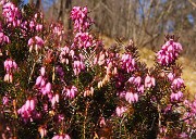 MONTE CASTELLO da Valpiana di Serina il 13 febbraio 2026 - FOTOGALLERY